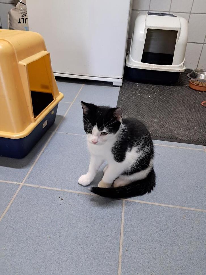 Te koop jonge katers, Dieren en Toebehoren, Katten en Kittens | Raskatten | Korthaar, Kater, 0 tot 2 jaar, Ontwormd, Ingeënt
