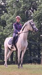 7jr ruin, 1.48m voor sport en/of recreatie, Dieren en Toebehoren, Pony's, B, Gechipt, Ruin, Springpony