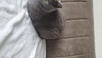 Britse korthaar, Dieren en Toebehoren, Katten en Kittens | Raskatten | Korthaar, Poes, Gechipt, 0 tot 2 jaar