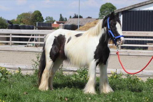 5-jarige merrie, Dieren en Toebehoren, Pony's, Merrie, Zadelmak, B pony (1.17m tot 1.27m), Recreatiepony, 3 tot 6 jaar, Gechipt