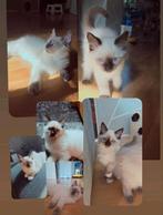 Ragdoll 100 % per direct beschikbaar nog 3 beschikbaar, Dieren en Toebehoren, Katten en Kittens | Raskatten | Korthaar, Gechipt