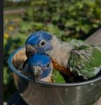 Gezocht lorie van de blauwe bergen kuikens, Dieren en Toebehoren, Vogels | Parkieten en Papegaaien, Meerdere dieren, Parkiet