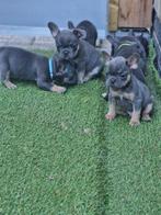 franse bulldog pups, Dieren en Toebehoren, Honden | Bulldogs, Pinschers en Molossers, Rabiës (hondsdolheid), 8 tot 15 weken, Bulldog
