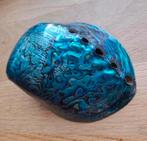 Prachtige Abalone schelp, Verzamelen, Mineralen en Fossielen, Ophalen of Verzenden, Schelp(en)