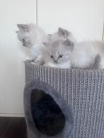 Ragdoll kittens, Dieren en Toebehoren, Katten en Kittens | Raskatten | Langhaar, Meerdere dieren, Ontwormd, 0 tot 2 jaar