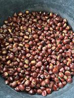 Verse kastanjes, Tuin en Terras, Planten | Tuinplanten, Ophalen, Eenjarig, Overige soorten, Volle zon