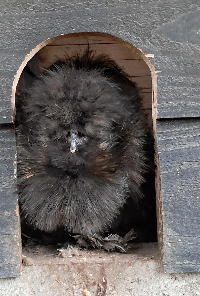 Zijdehoen haan zijdekrul frizzle USA, Dieren en Toebehoren, Pluimvee, Kip, Mannelijk