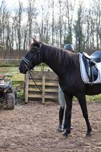 Lieve 9 jarige ruin te koop, B, Ruin, 7 tot 10 jaar, 160 tot 165 cm