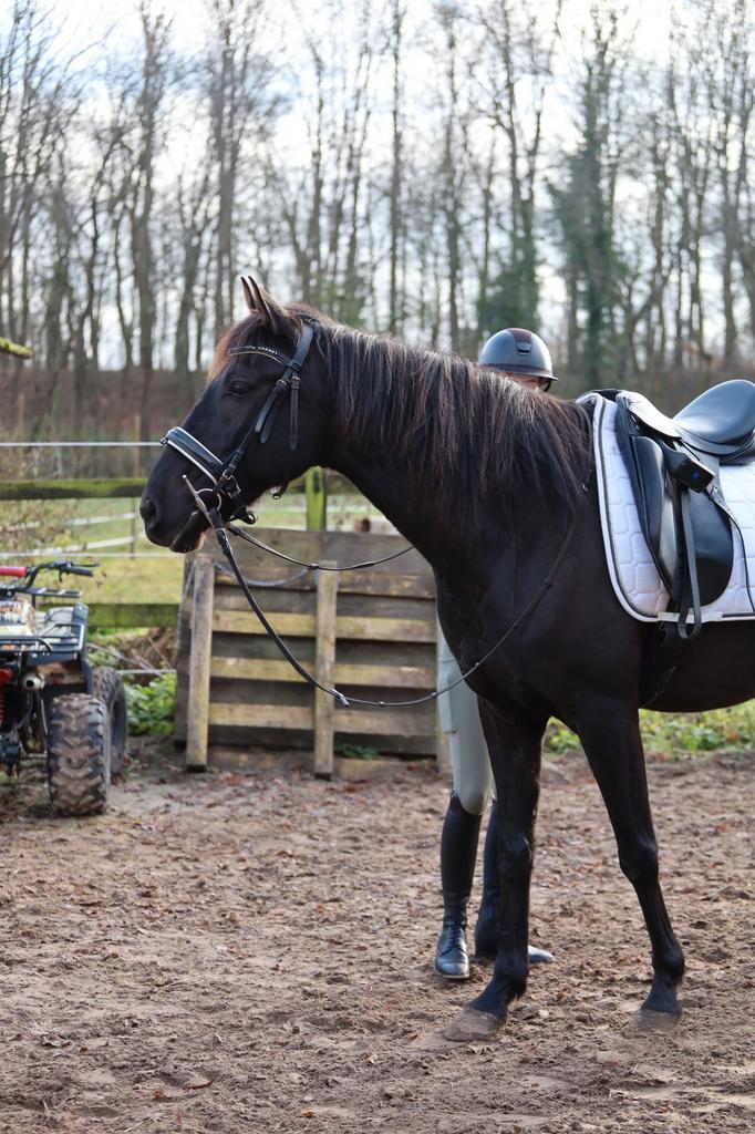 Lieve 9 jarige ruin te koop, Dieren en Toebehoren, Paarden, Ruin, B, 160 tot 165 cm, 7 tot 10 jaar, Recreatiepaard