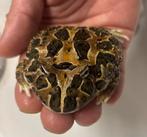 Pacman kikker, Dieren en Toebehoren, Reptielen en Amfibieën, Amfibie, 0 tot 2 jaar