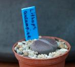 Diverse Lithops mini vetplanten Levendesteentjes, Huis en Inrichting, Kamerplanten, Overige soorten, Ophalen of Verzenden, In pot