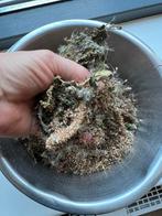 Zaden landschildpadden, Ophalen of Verzenden, Tak, Plant, Rots of Steen