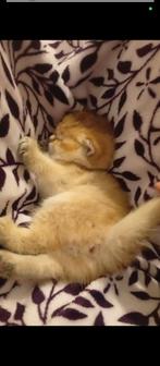 Britse korthaar Poesje/ kitten, Dieren en Toebehoren, Katten en Kittens | Raskatten | Korthaar, Poes, Ontwormd
