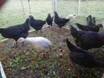 Parelhoender, Dieren en Toebehoren, Pluimvee, Geslacht onbekend