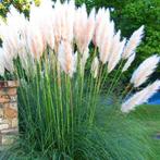 Cortaderia selloana - Pampasgras, stekje, Ophalen, Volle zon, Vaste plant, Siergrassen