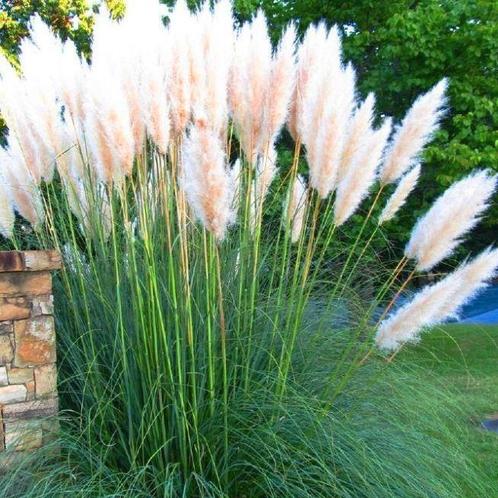 Cortaderia selloana - Pampasgras, stekje, Tuin en Terras, Planten | Tuinplanten, Vaste plant, Siergrassen, Volle zon, Herfst, Ophalen