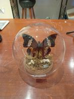 Prachtige vlinder in stolp hoogte 11 cm, Huis en Inrichting, B, U, Ophalen of Verzenden, Zo goed als nieuw