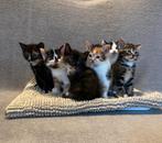 6 lieve kittens, Meerdere dieren, Kortharig, 0 tot 2 jaar
