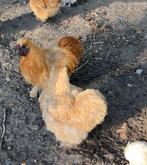 zijdehoen kriel koppel, Dieren en Toebehoren, Pluimvee, Meerdere dieren, Kip