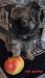 Chihuahua pups, Dieren en Toebehoren, Honden | Chihuahua's en Gezelschapshonden, Reu, Meerdere, Chihuahua, Nederland