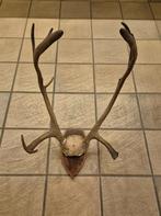 Herten schedel met gewei jacht hut mancave overkapping, Ophalen, Gebruikt, Hert, Schedel