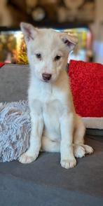 Siberische husky-puppies, verschillende vacht-, en ogenkleur, Dieren en Toebehoren, Honden | Poolhonden, Keeshonden en Oertypen