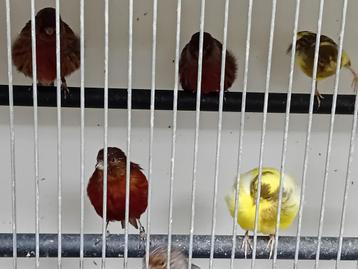 Diverse kanaries beschikbaar voor biedingen