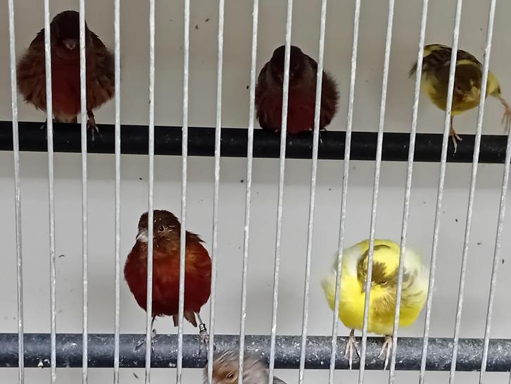 Diverse kanaries, Dieren en Toebehoren, Vogels | Kanaries, Zangkanarie, Meerdere dieren