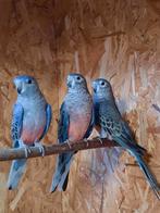 3 mooie wildkleur bourke parkieten van 2025, Dieren en Toebehoren, Vogels | Parkieten en Papegaaien, Meerdere dieren, Parkiet