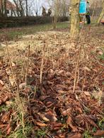 Kastanje stekjes - 3 jaar oud, gratis!, Bloeit niet, Overige soorten, Minder dan 100 cm, Ophalen