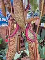 Nepenthes Jumbo XXL p25 (4), Ophalen of Verzenden, Halfschaduw