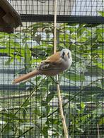 koppel baardmannetjes 2024, Dieren en Toebehoren, Vogels | Overige Vogels, Meerdere dieren, Wildzangvogel, Geringd