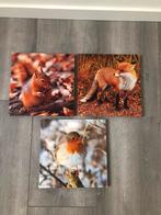 3 canvas doeken eekhoorn vos roodborstje, Huis en Inrichting, Woonaccessoires | Schilderijen, Tekeningen en Foto's, Minder dan 50 cm