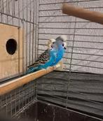 Parkietenpaar, Meerdere dieren, Parkiet