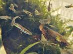 Guppen 12 stuks, Dieren en Toebehoren, Vissen | Aquariumvissen, Vis, Zoetwatervis