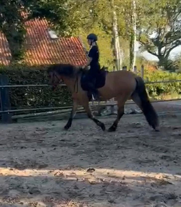 GEZOCHT: Verzorgpony/paard (regio Zuidbroek, max. 30 min), Dieren en Toebehoren, Paarden en Pony's | Verzorgingsproducten, Nieuw