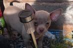 Chihuahua reu nog 1 beschikbaar mag gelijk mee, Dieren en Toebehoren, Honden | Chihuahua's en Gezelschapshonden, Parvo, Reu, 8 tot 15 weken