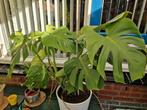 Mooie kamerplanten voor terras of binnen!, Ophalen of Verzenden