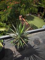 Yucca Aloifolia, Ophalen, Zomer, Overige soorten, Volle zon