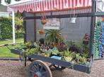 Een plantenkar vol met plantenstekjes., Ophalen, Zomer, Volle zon