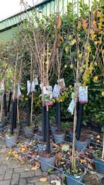 Kers ‘kordia’ halfstam en hoogstam, Tuin en Terras, Planten | Bomen, Ophalen, Volle zon, Overige soorten, Minder dan 100 cm