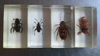 4 insecten in kunsthars / epoxy, Dieren en Toebehoren, Overige soorten