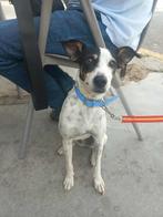 HzH-SISI,eerst wat verlegen vrouwtje zoekt plekje op de bank, Particulier, Rabiës (hondsdolheid), Overige rassen, 1 tot 2 jaar