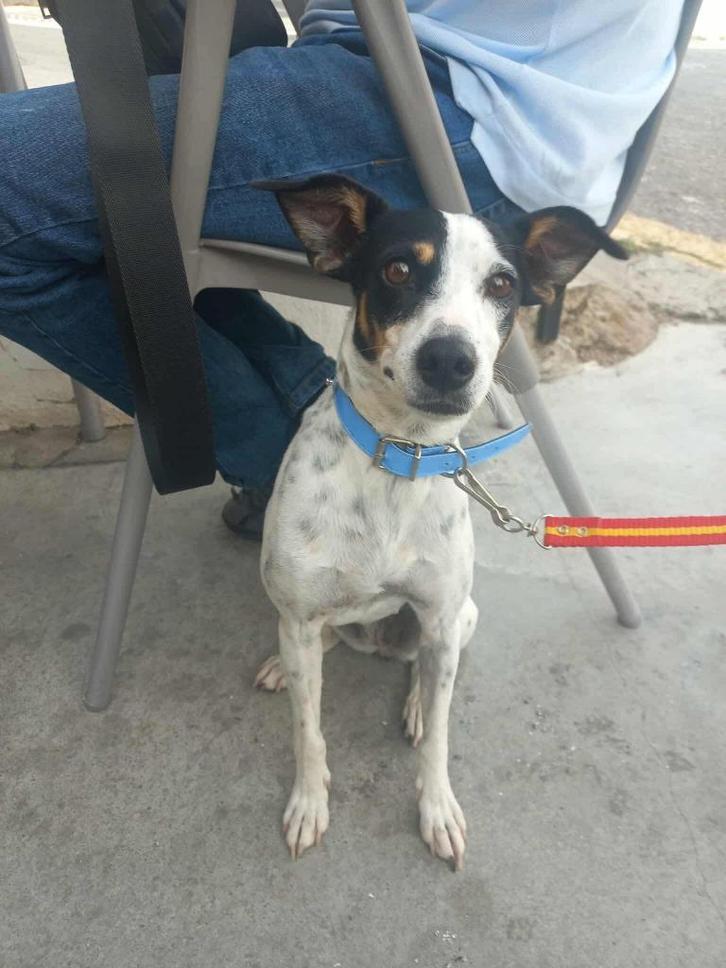 HzH-SISI,eerst wat verlegen vrouwtje zoekt plekje op de bank, Dieren en Toebehoren, Honden | Jack Russells en Terriërs, Teef, Overige rassen