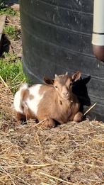 Dwerggeitjes te koop, Dieren en Toebehoren, Mannelijk, Geit