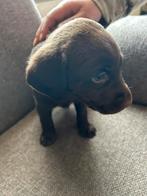 Super lieve mooie labrador mix pups. 1 teefje gereserveerd, Dieren en Toebehoren, Labrador retriever, Meerdere, Meerdere dieren