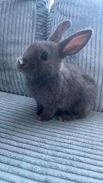 Twee lieve konijnen  met hok, Mannelijk
