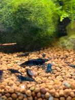 Blue dream garnalen, Dieren en Toebehoren, Vissen | Aquariumvissen, Kreeft, Krab of Garnaal