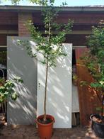 Ginkgo biloba, Bloeit niet, Overige soorten, 250 tot 400 cm, Ophalen