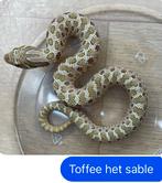 Heterodon nasicus haakneus slang VERSCHILLENDE MORPHS, Dieren en Toebehoren, Reptielen en Amfibieën, Slang